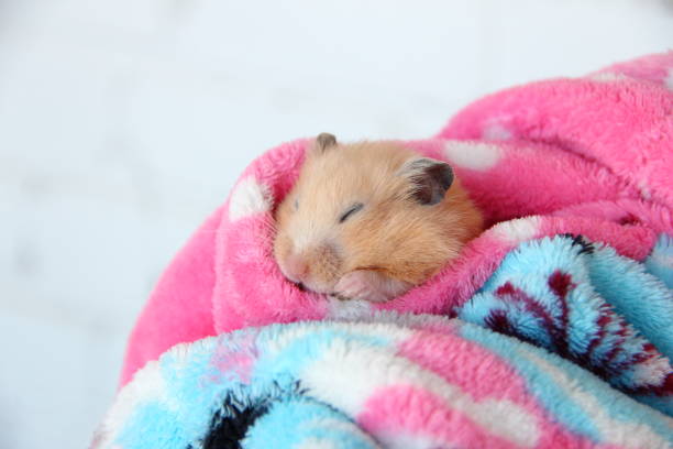 Plush Cosy Hamster Hammock