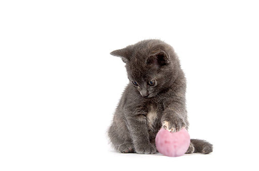 Smart Chirping Ball Interactive